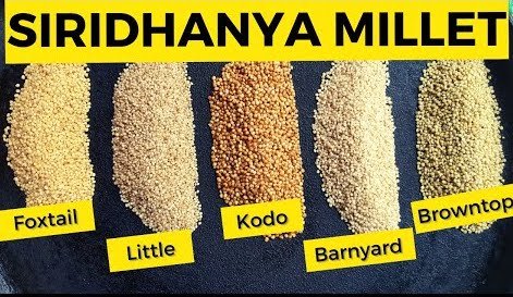 siri millets siridhanya