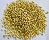 Browntop Millet Rice