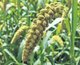 Millet Siridhanya Seeds Combo for Gardening