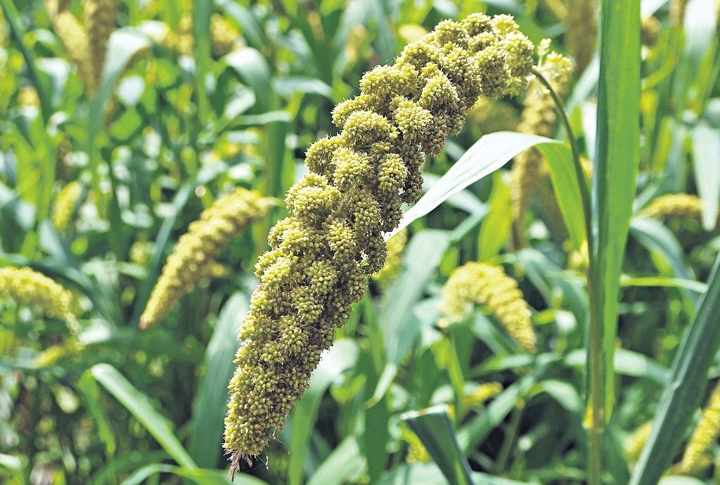 Millet Siridhanya Seeds Combo for Gardening
