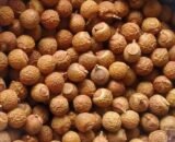 big soapnut Indian soapberries