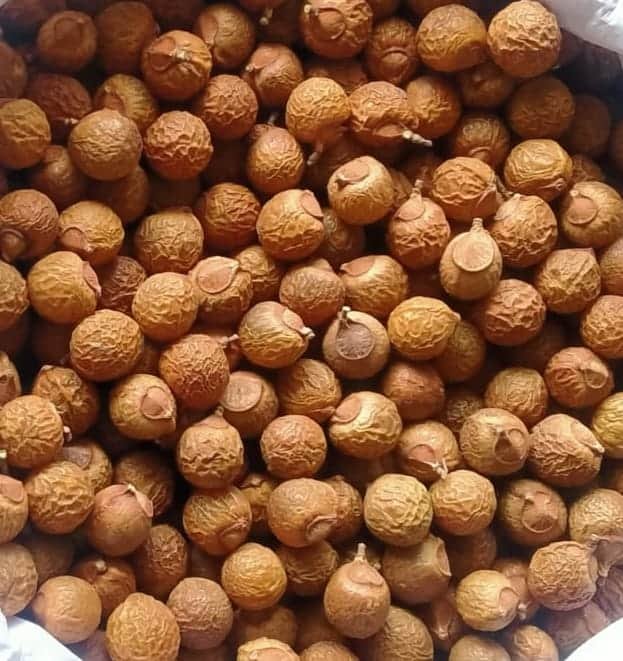 big soapnut Indian soapberries