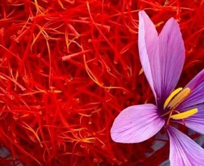 Indian Kashmir Saffron