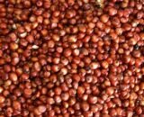 Nature Choice Red Jowar