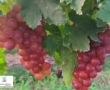 NCE Red flame grapes Seedless