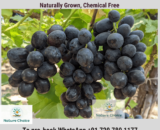 NCE Balck Grapes Flyer