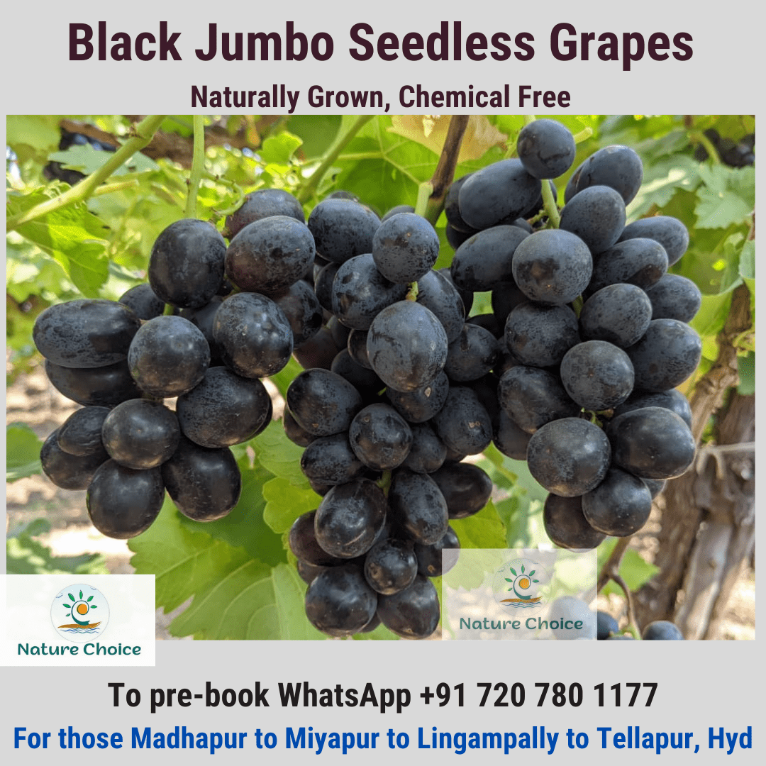NCE Balck Grapes Flyer